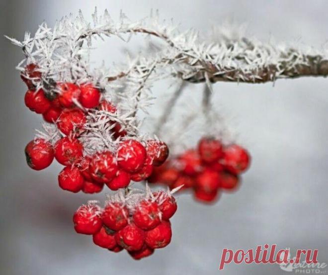 Зимняя рябина