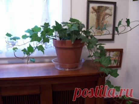 Самые стойкие спартанцы — неприхотливые комнатные растения