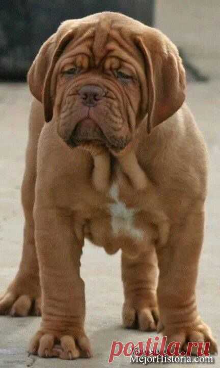 cute-fotos-animales-bonitos