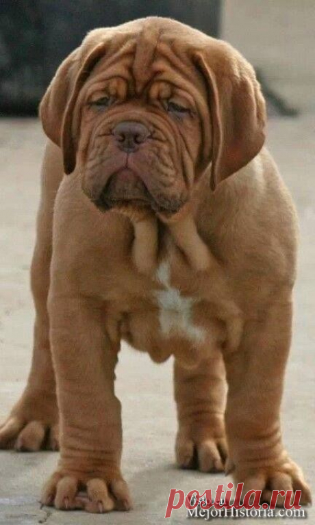 cute-fotos-animales-bonitos
