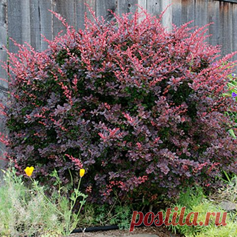 Барбарис — декоративный кустарник и вкусная приправа — 6 соток