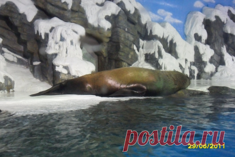 морской котик