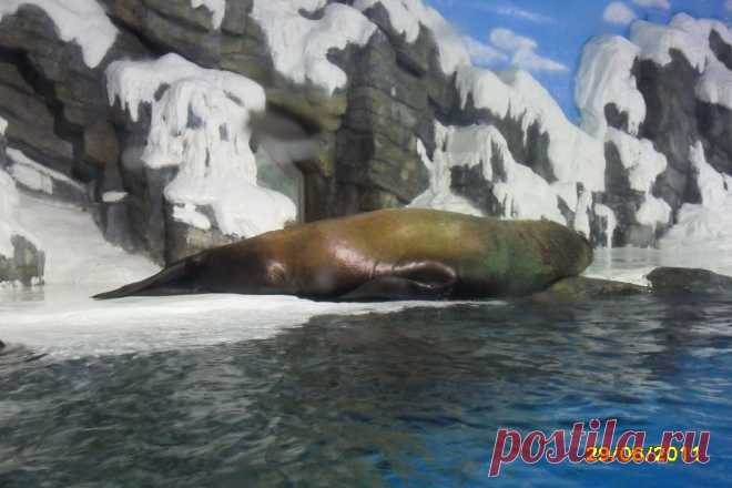 морской котик