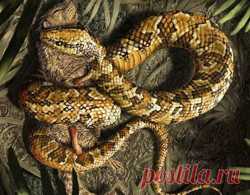 Древнейшую змею с четырьмя конечностями случайно обнаружили в музее