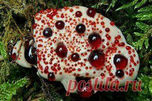 ПЕРВАЯ ВНЕКОРНЕВАЯ ВЕСЕННЯЯ ПОДКОРМКА ПЛОДОВОГО САДА. | Самоцветик