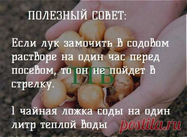 Идеи для дачи и сада