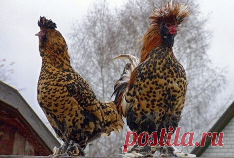 pavlovskie-kury-opisanie-3.jpg (600×405)