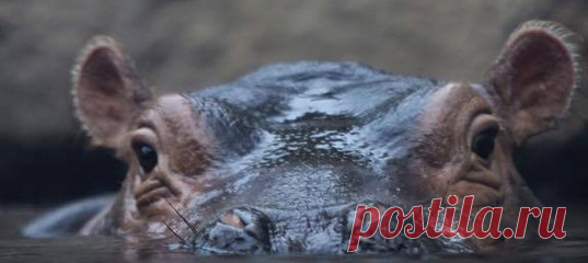 Сегодня, 15 февраля, отмечается День бегемота 🦛 В честь этого вспоминаем наш текст про обаяшку Фиону. Держим пари: всего минута наблюдения за этой грациозной крохой – и она завоюет ваше сердце.