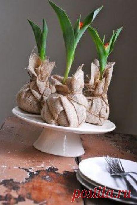 Как вырастить тюльпаны зимой