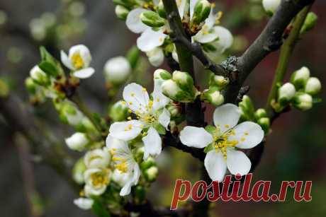 Как правильно обрезать Сливу весной, чтобы сливовое дерево активно плодоносило и развивалось. Простая схема | Моя успешная дача | Яндекс Дзен