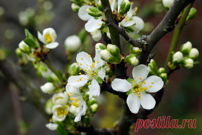 Как правильно обрезать Сливу весной, чтобы сливовое дерево активно плодоносило и развивалось. Простая схема | Моя успешная дача | Яндекс Дзен