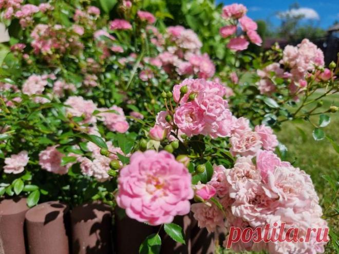 Чем опрыскать розы от тли, если химия запрещена: гениальный способ с нашатырным спиртом. Тля способна за считанные дни превратить куст роз в жалкое зрелище. Но когда химия запрещена, садоводы ищут народные методы.