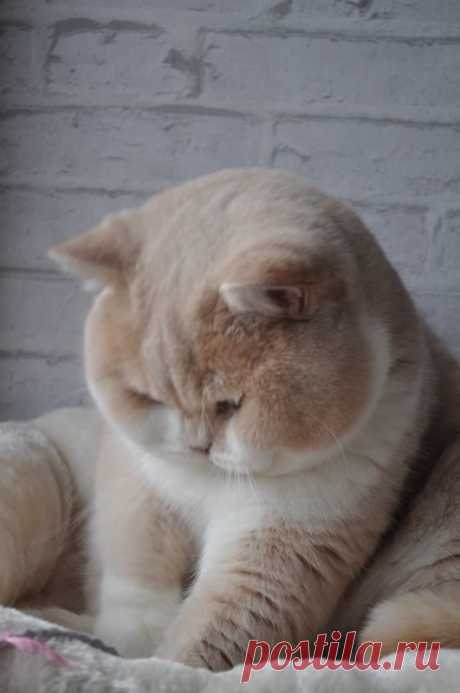 Котки