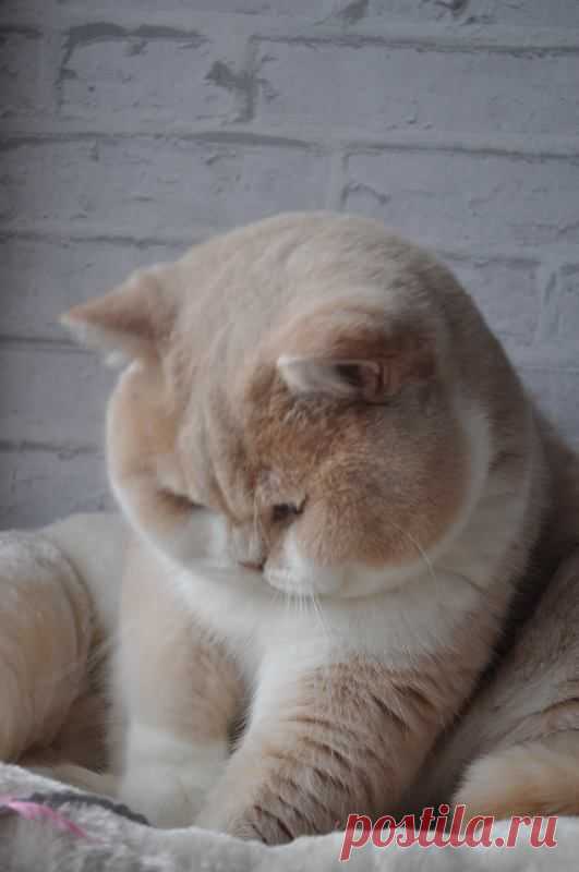 Котки