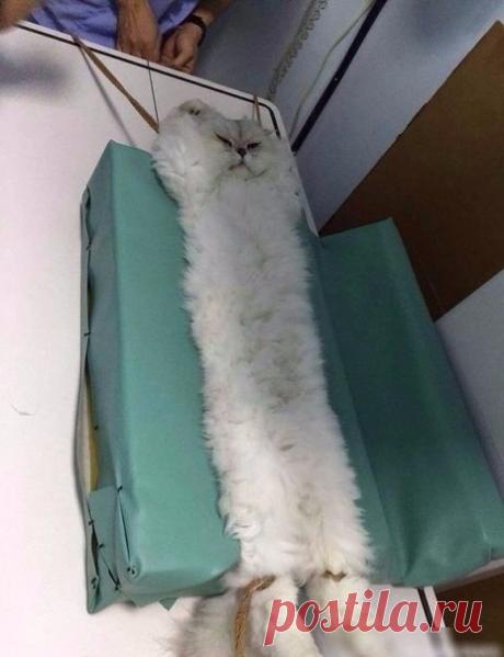 Кот проходит мед. обследование | Позитив