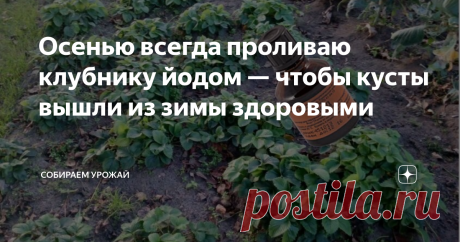 Осенью всегда проливаю клубнику йодом — чтобы кусты вышли из зимы здоровыми