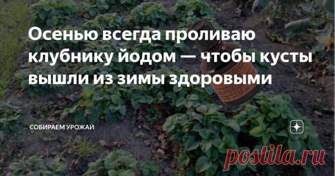 Осенью всегда проливаю клубнику йодом — чтобы кусты вышли из зимы здоровыми