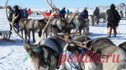 На Ямале рассказали о мероприятиях по сохранению языков КМНС. Директор департамента по делам коренных малочисленных народов Севера (КМНС) Ямала Ульяна Каленюк рассказала, что в регионе проводятся мероприятия по сохранению родных языков северян. Читать далее