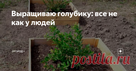 Выращиваю голубику: все не как у людей Если вы голубиковод-консерватор, лучше сразу бегите из этой статьи. Сбережете свои нервы. 😄
