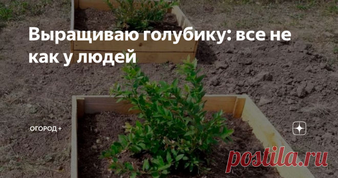 Выращиваю голубику: все не как у людей Если вы голубиковод-консерватор, лучше сразу бегите из этой статьи. Сбережете свои нервы. 😄