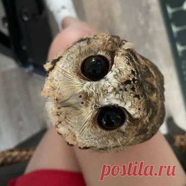 Вот это глаза | Owl, Owl photography, Beautiful eyes