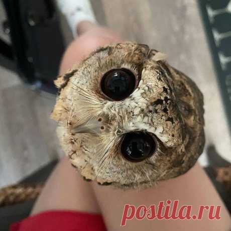 Вот это глаза | Owl, Owl photography, Beautiful eyes