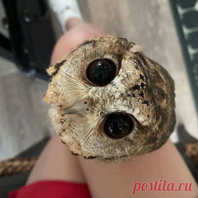 Вот это глаза | Owl, Owl photography, Beautiful eyes