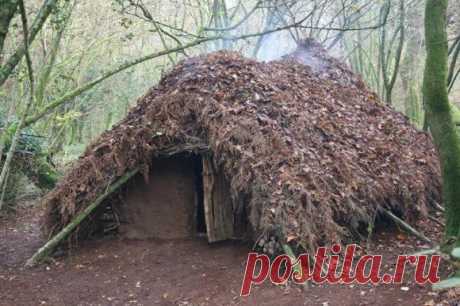 Выживание в лесу