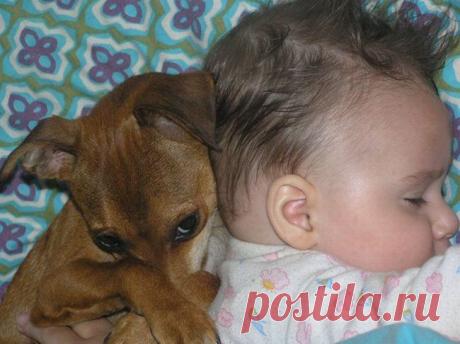 Собаки няни-фото