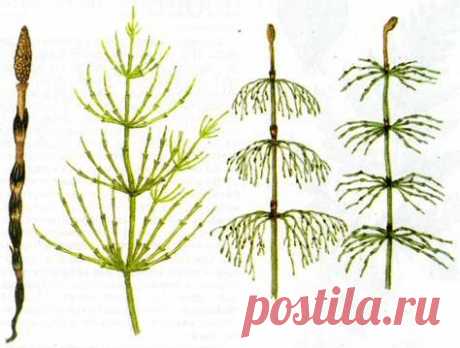 Хвощ – лучший помощник в борьбе с остеопорозом | МастерВеда