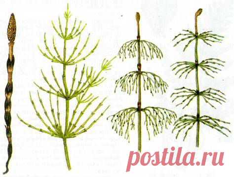 Хвощ – лучший помощник в борьбе с остеопорозом | МастерВеда