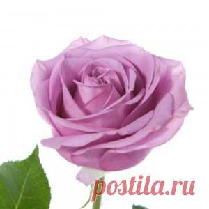 Сорта роз