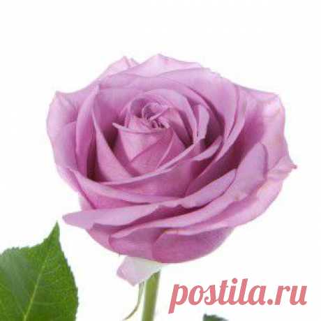 Сорта роз