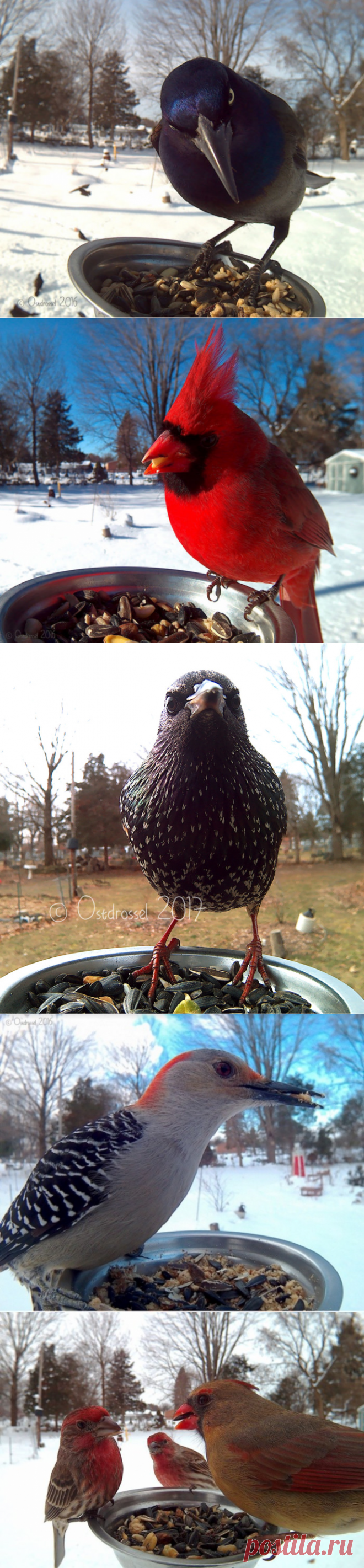 Птичьи «селфи»: 13 ярких снимков птиц, сделанных на кормушке при помощи фотоловушки