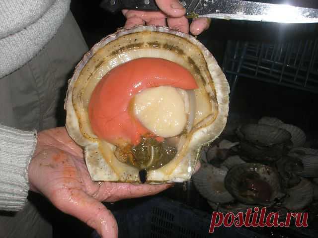 Дары  моря.