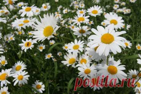 Цветы | Фотографии сергей ефременко | 9668 фото