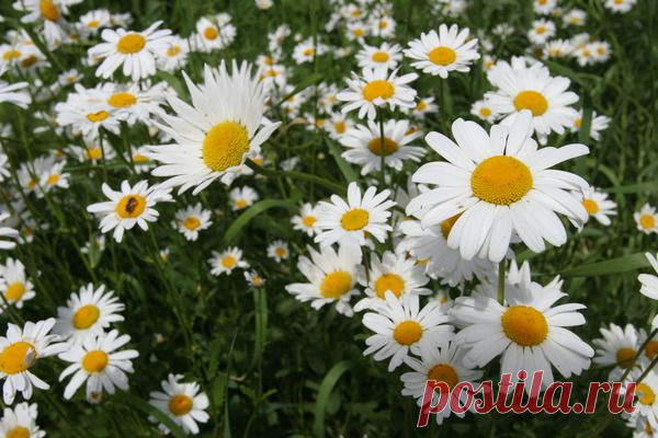 Цветы | Фотографии сергей ефременко | 9668 фото