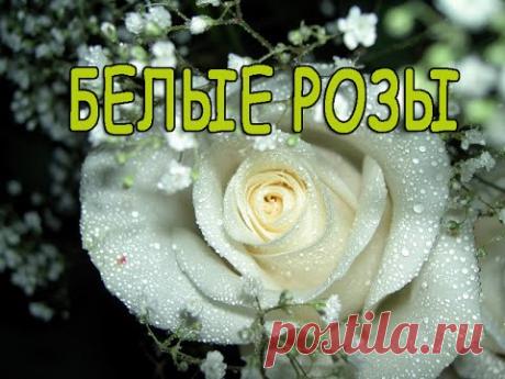 Снежная королева, или Самые красивые сорта белых роз