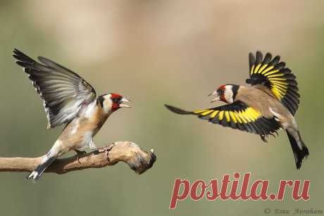 фото: goldfinch | фотограф: EREZ AVRAHAM | WWW.PHOTODOM.COM