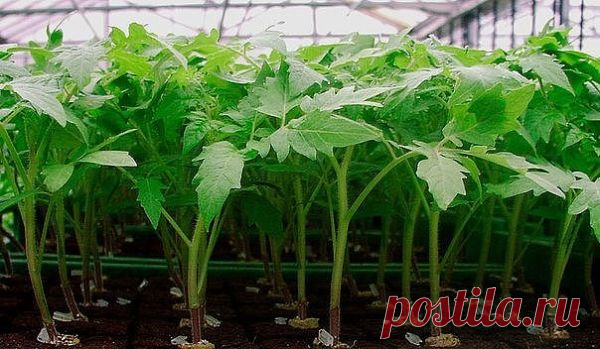 Рассаду помидоров поливают раствором йода для более быстрого роста (1 капля на три литра). После применения этого раствора рассада зацветёт быстрее, а плоды будут крупнее. Может йод защитить помидоры и от фитофторы. Для этого Вам понадобятся несколько капель йода и 250 грамм молока, смешайте их с 1 литром воды.