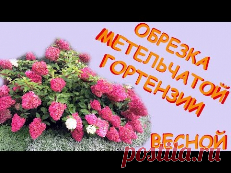 Обрезка метельчатой гортензии весной