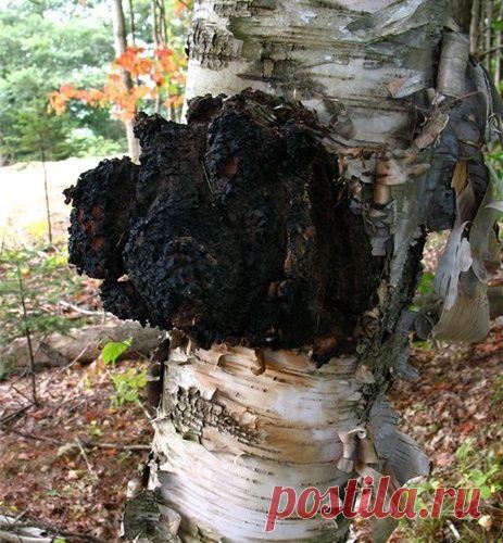 ЛЕЧЕБНАЯ НАСТОЙКА БЕРЕЗОВОГО ГРИБА ЧАГИ