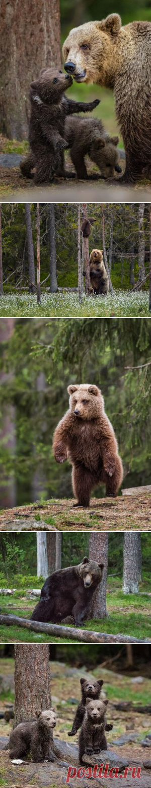 Раз, два — три притопа… Карелия — National Geographic Россия