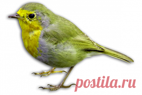 птицы в PNG: 6 тыс изображений найдено в Яндекс.Картинках