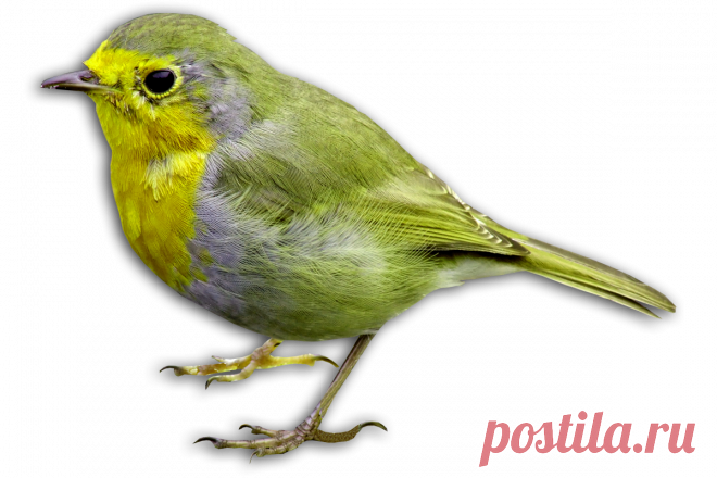 птицы в PNG: 6 тыс изображений найдено в Яндекс.Картинках