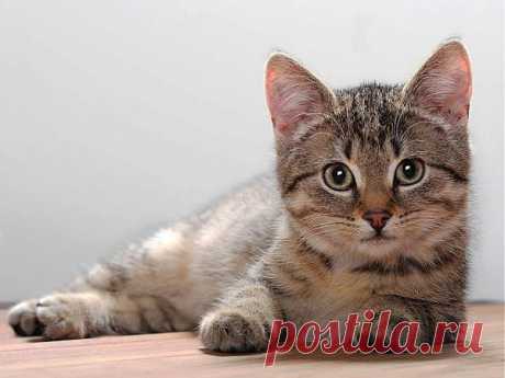 Cute Cats #5 | Cute Cats