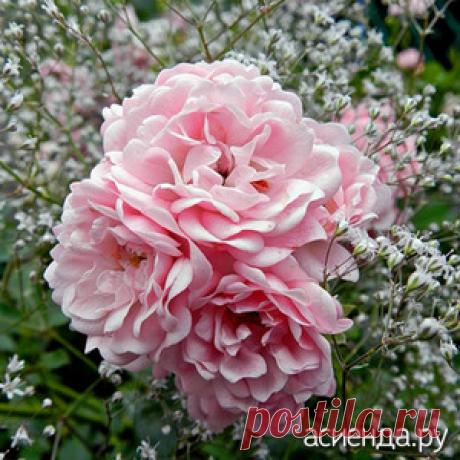 Что можно посадить рядом с розами? / Асиенда.ру