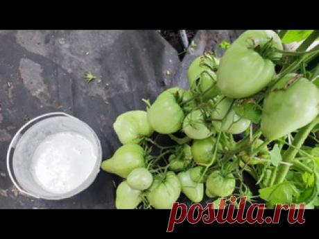 1 Литр под Томаты, Перцы, Огурцы и они прут как бешенные дадудт урожай тоннами, натурально!