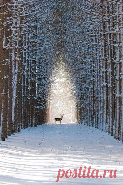 Пycть этa зимa бyдет пaxнyть счаcтьем и окутает вас волшебством ❄
