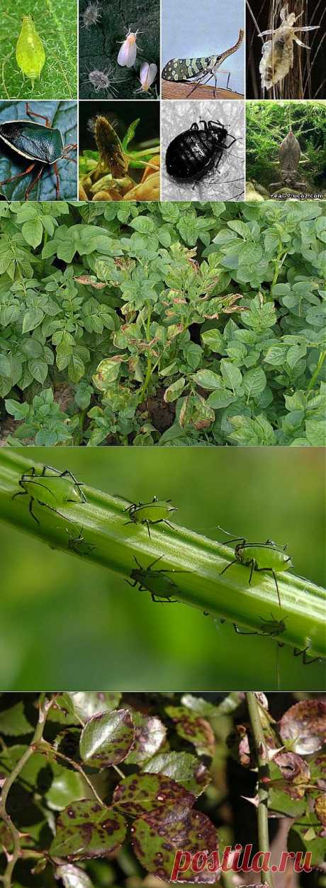 Как бороться с вредителями и болезнями растений без химии.